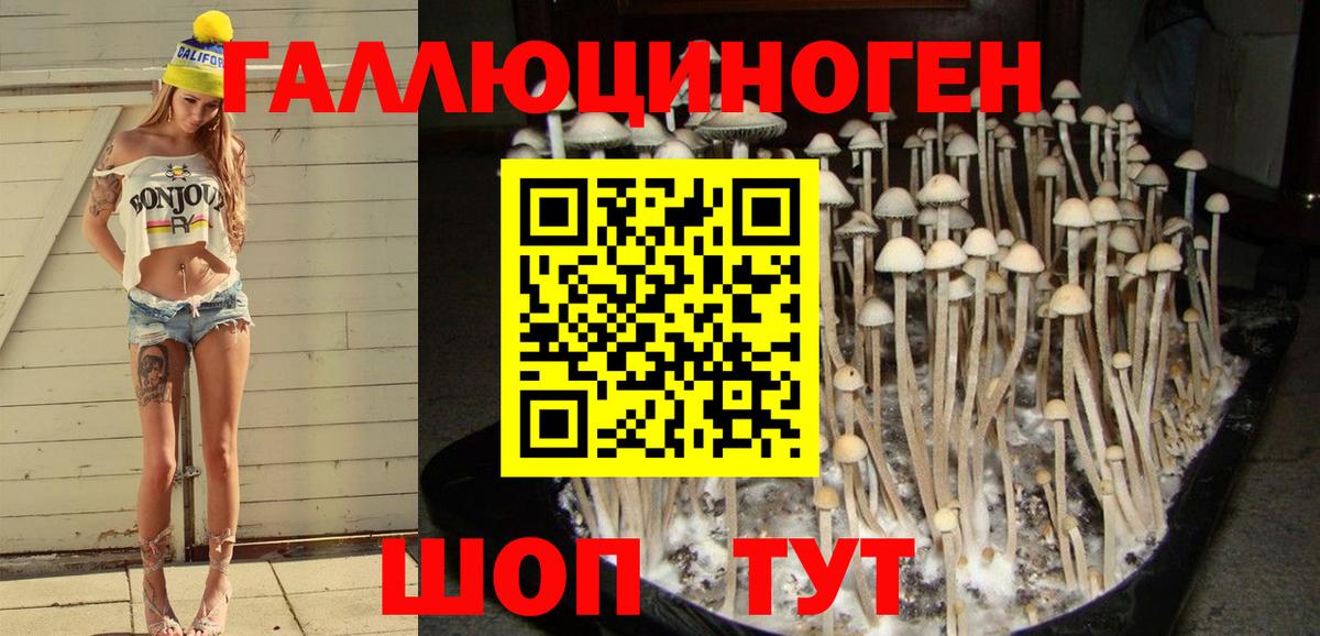 Искитим  Галлюциногенные грибы Cubensis  Галлюциногенные грибы GOLDEN TEACHER  Вход с VPN 